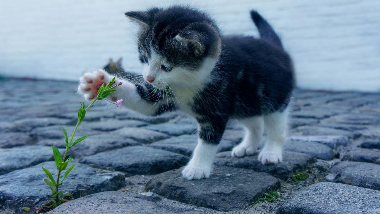 Kedi sahipleri dikkat, evinizdeki çiçekler kediler için zehirli olabilir