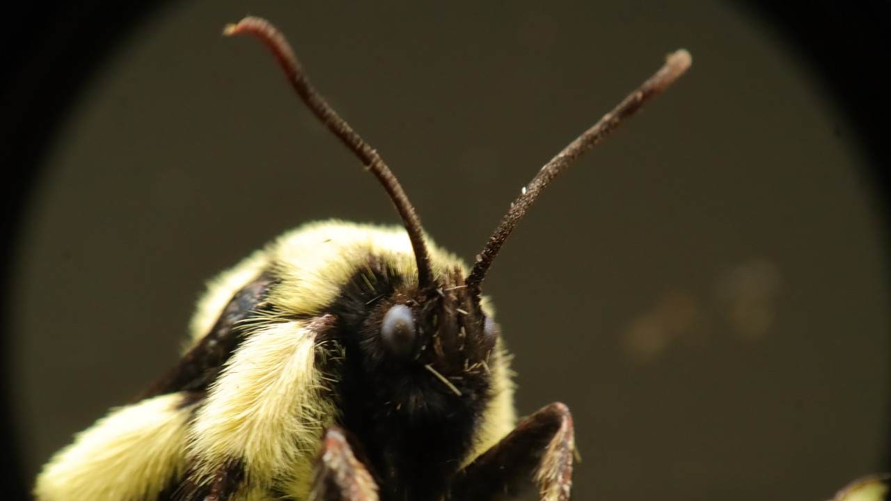 Evinize yuva yapan yaban arılarına dikkat: On binlerce Euro cezası var