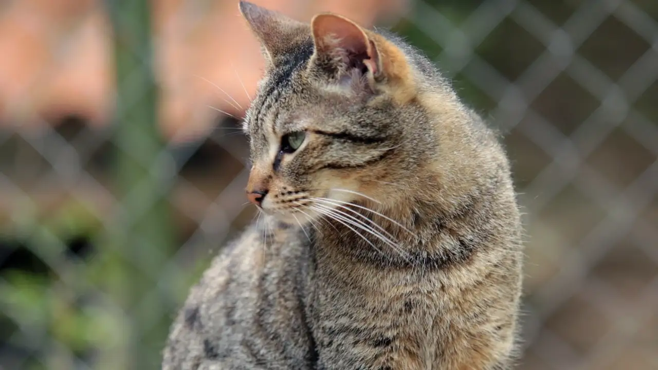 Hollanda'da bir kedi belediye binasını tam 325 bin Euro zarara uğrattı