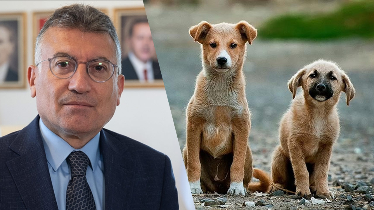 AK Parti’li Güler’den sokak hayvanları açıklaması: ‘Uyutulma’ olmak zorunda…
