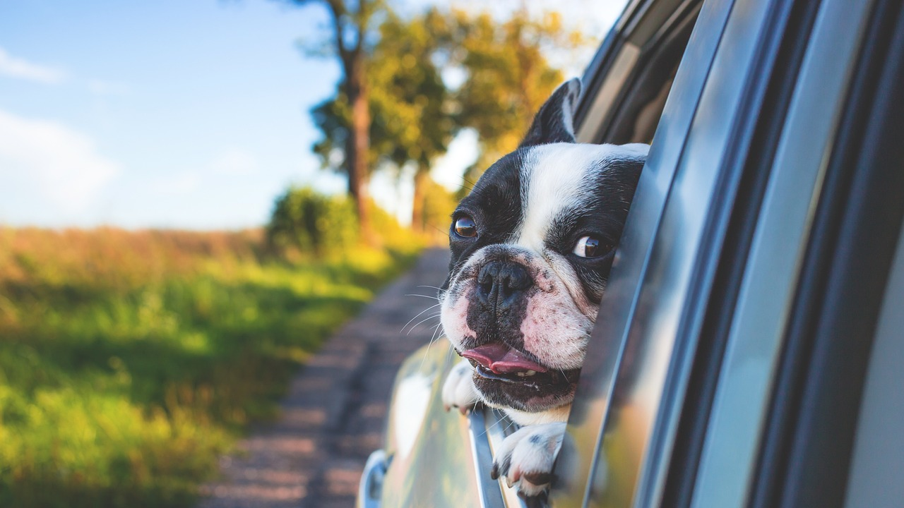 Bu nasıl sorumsuzluk: 45 derece sıcakta araç icinde bırakılan köpek öldü