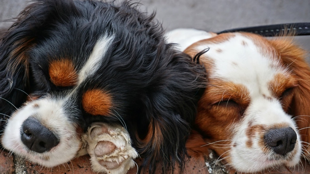 Köpeklerini arabada bırakıp alışverişe gittiler, döndüklerinde acı tabloyla karşılaştılar