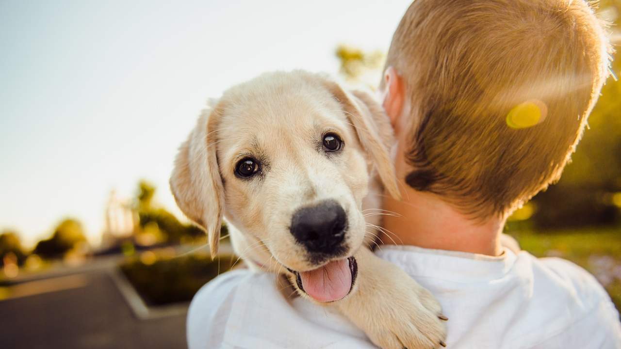 Avusturya'da köpeğini gezdirmeye çıkan adama inek sürüsü saldırdı