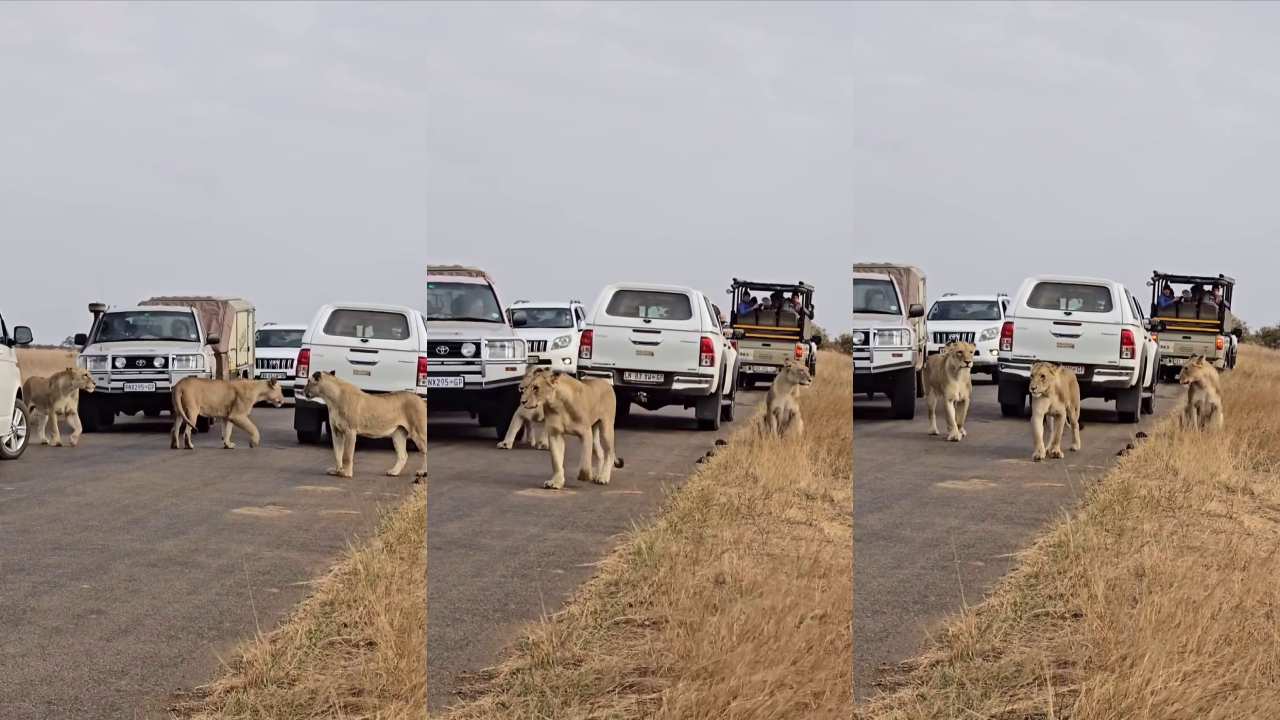 Safari  turisti dişi aslana çarptı