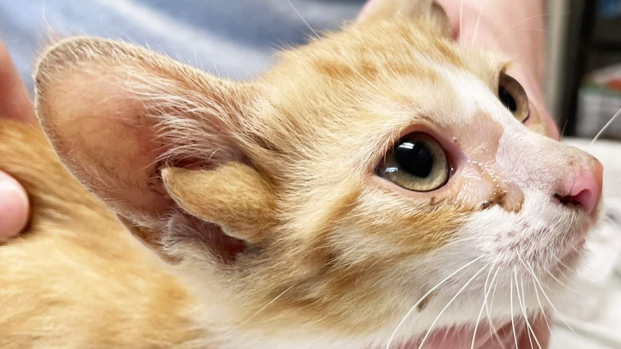 Nadir mutasyonla doğan kedi, dört kulağıyla dikkat çekiyor