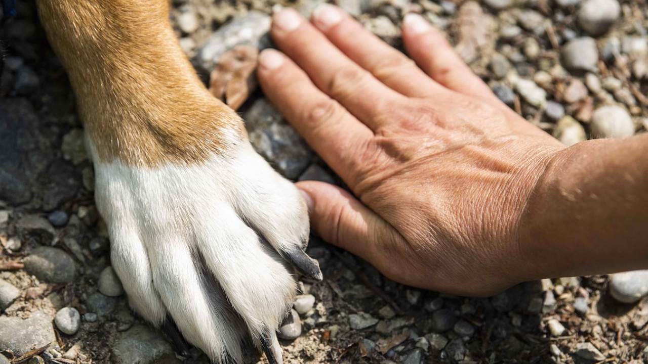 İngiltere'de trajik olay: Kendi köpeği tarafından ısırılan kadın öldü