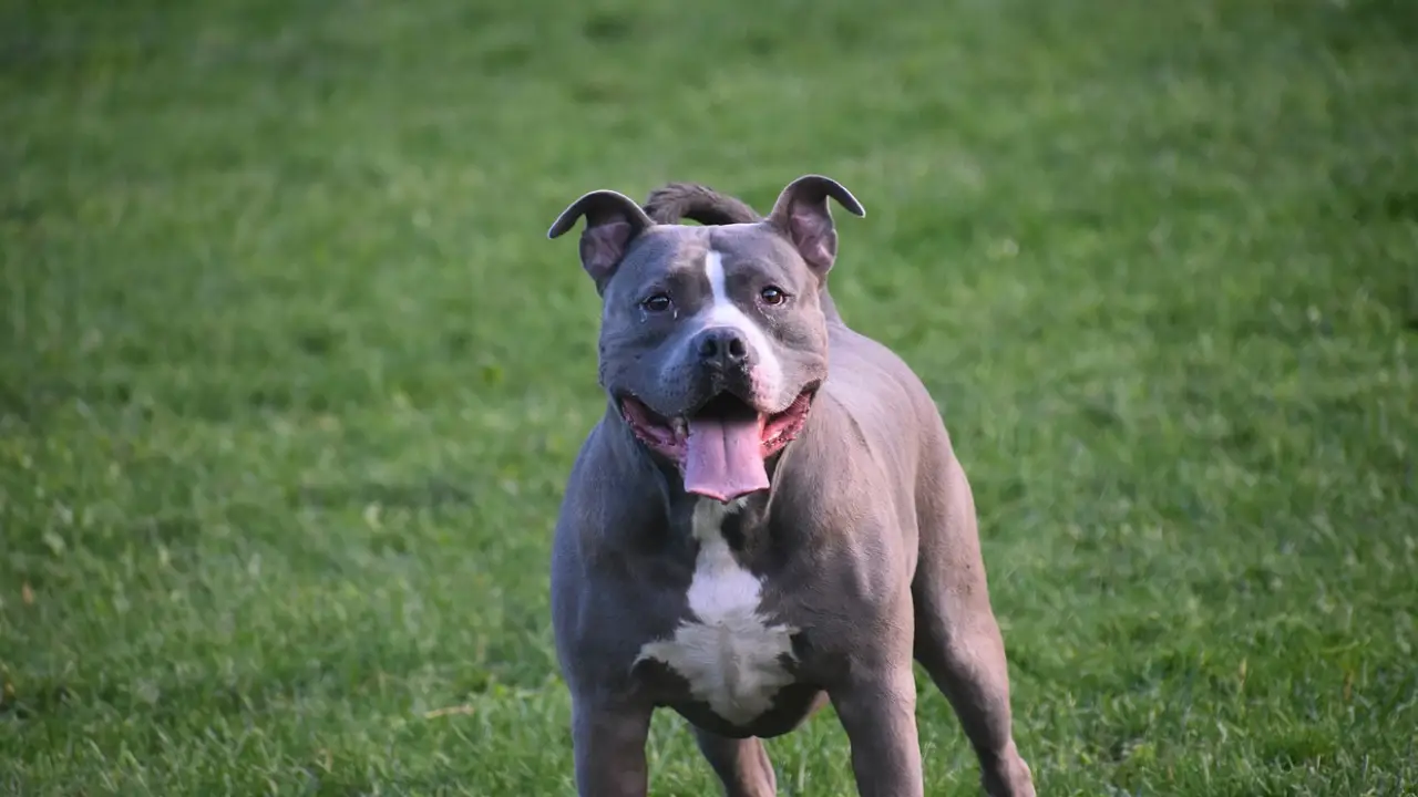 ABD'de inanılmaz olay: Ebeveynler ot içerken pitbull bebeklerini öldürdü