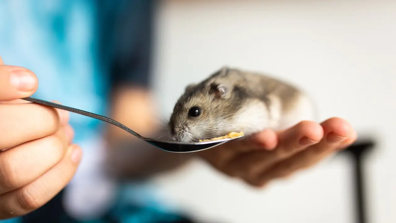Evcil hamster tarafından ısırılan kadın hayatını kaybetti