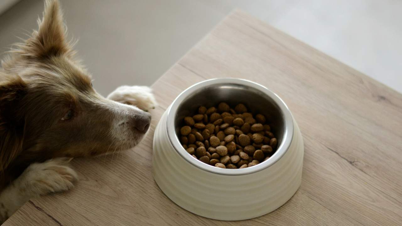 Öko-Test’ten köpek maması değerlendirmesi: İşte "Yetersiz" not alan markalar