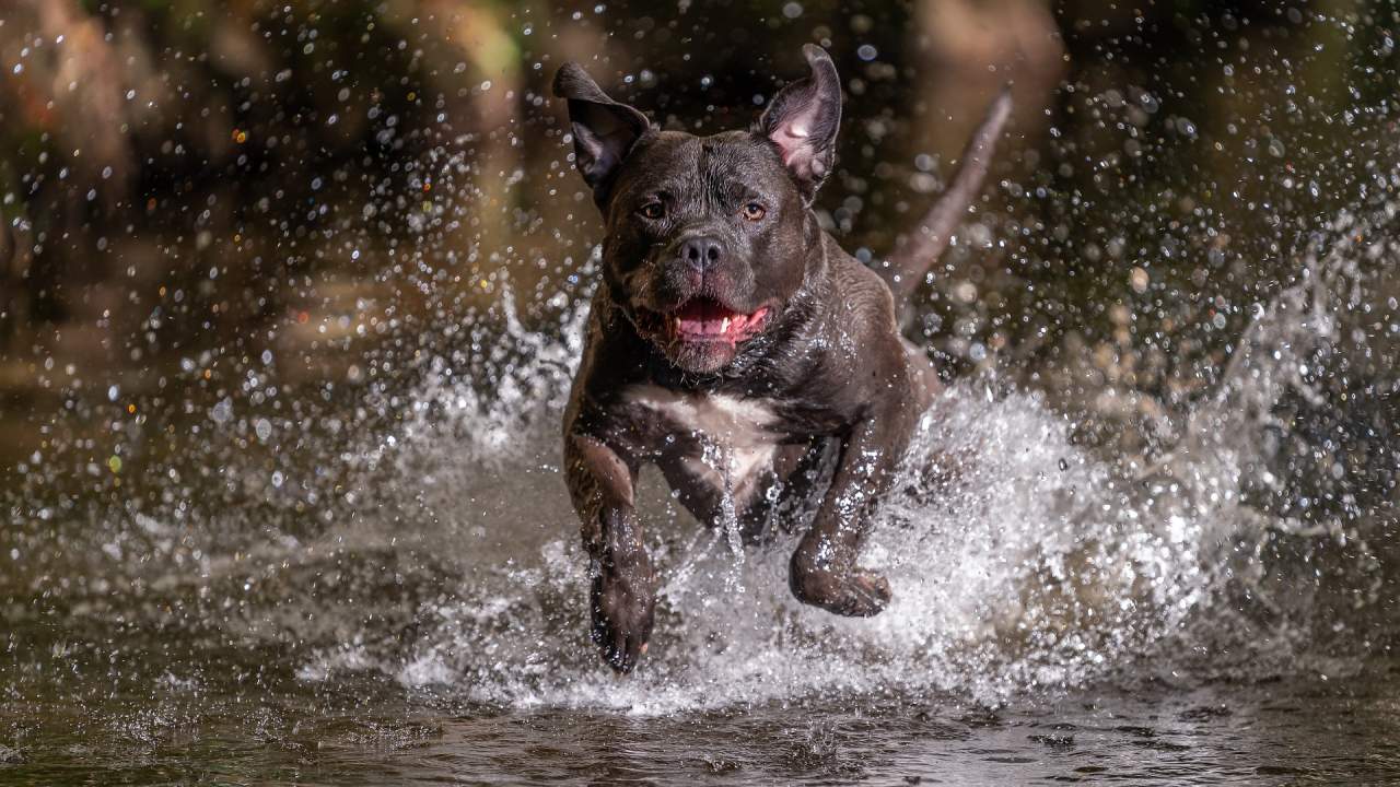 İngiltere ve Galler'de her ay 100 köpek itlaf ediliyor