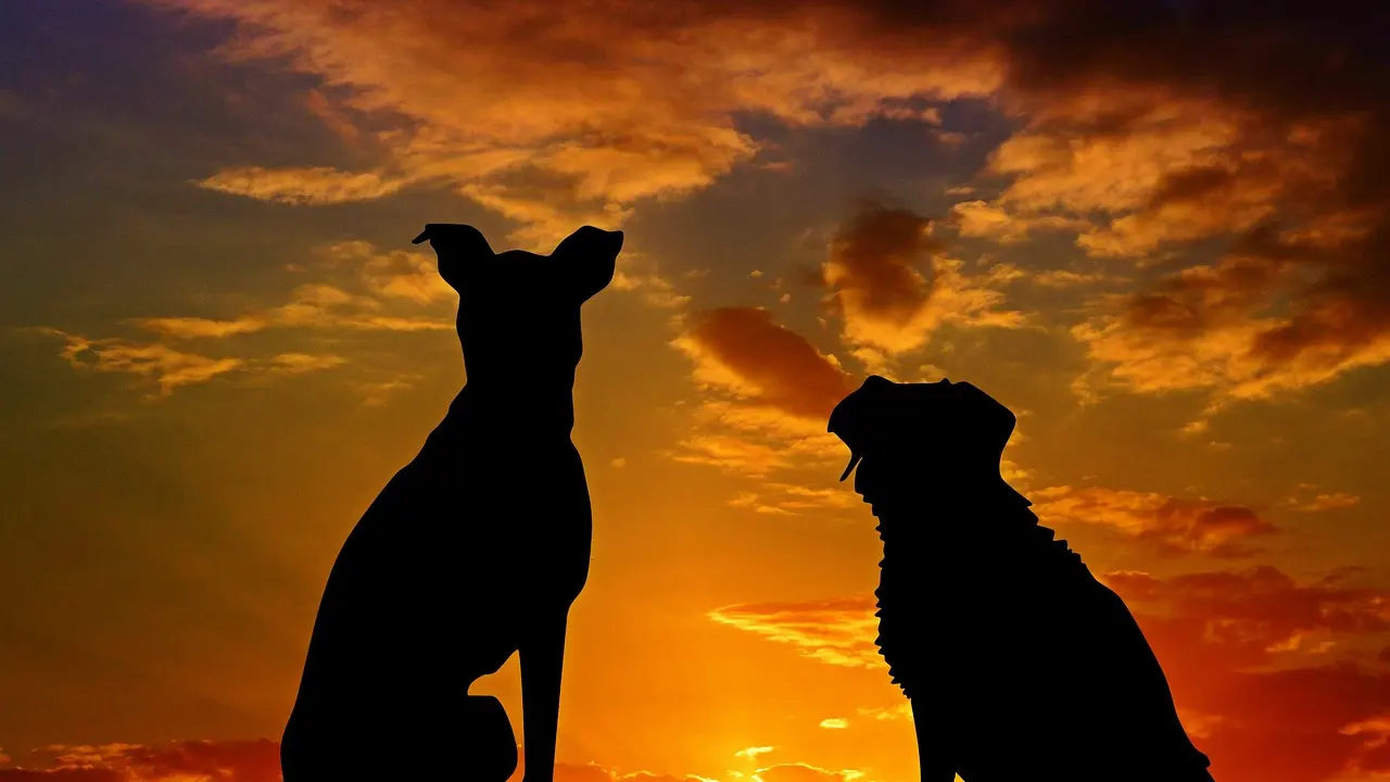 Belçika'da bir ailenin köpekleri, 7 yaşındaki çocuğu öldürdü
