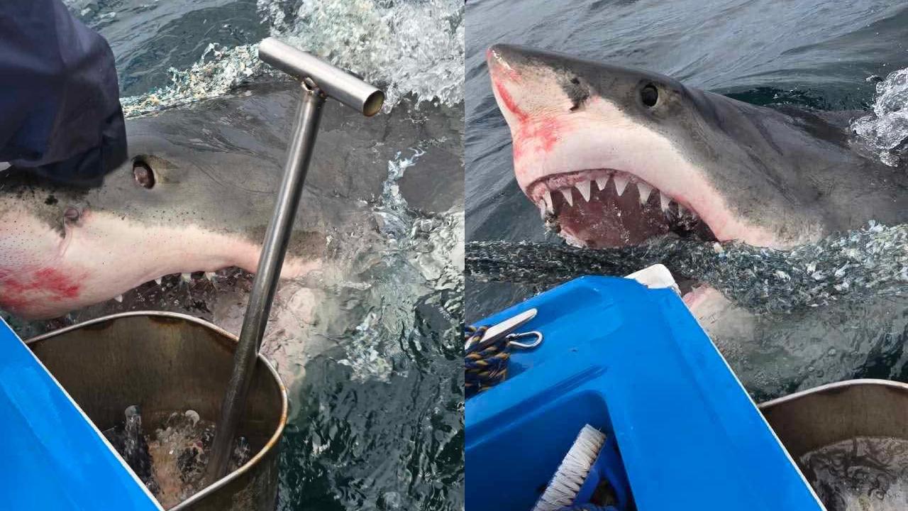 Avustralyalı balıkçı: Saldırgan değil, oyun oynayan bir Labrador gibiydi