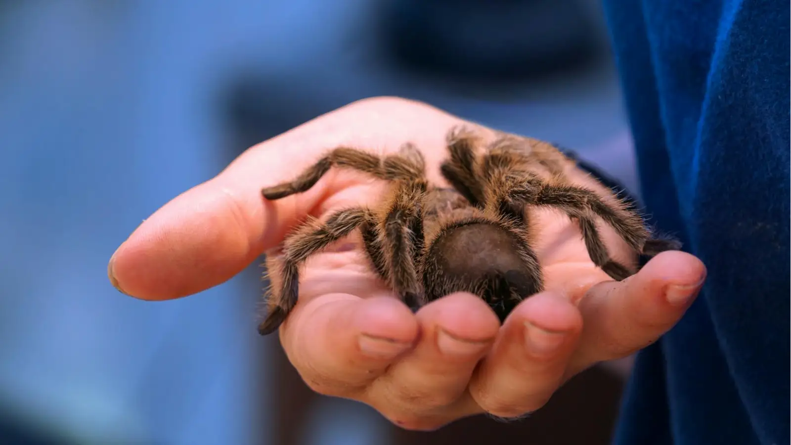 Düsseldorf’tan kalkan uçakta tarantula paniği: Pilotu ısırdı