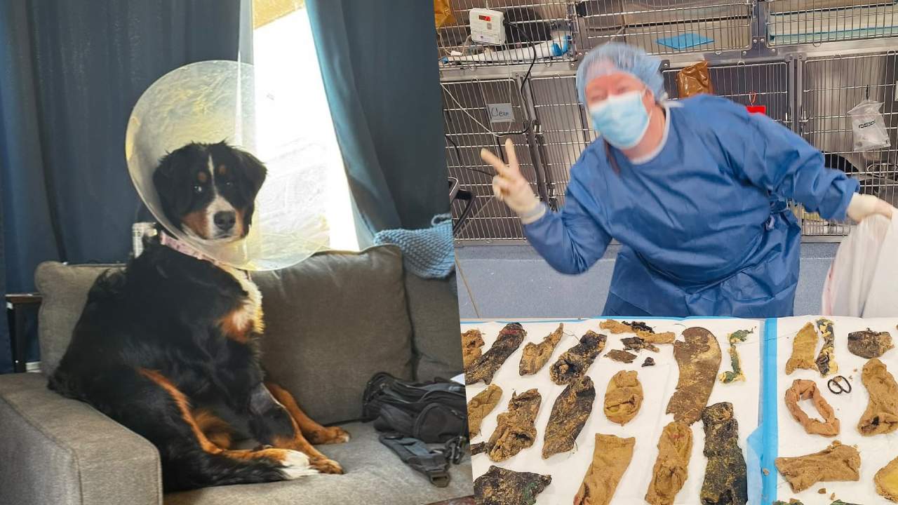 Veterinerler köpeğin midesinden 44 yabancı cisim çıkardı
