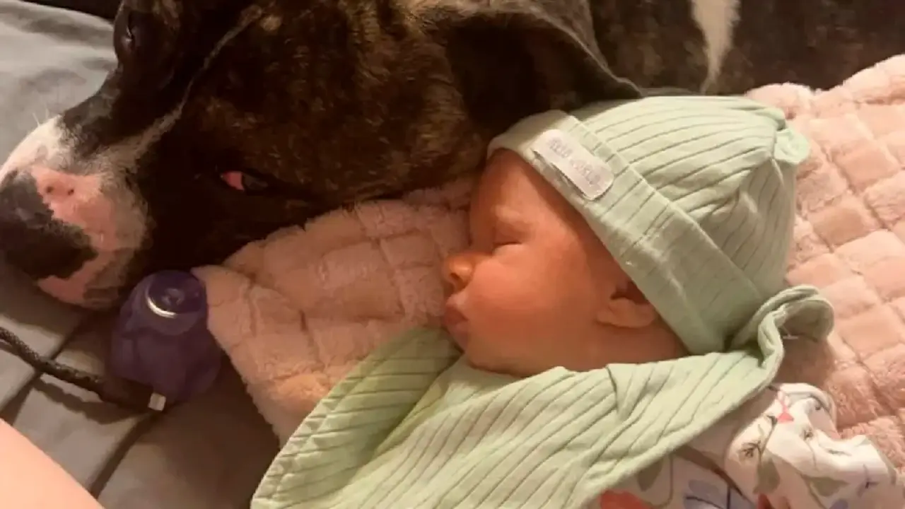 Aile dostu sandıkları köpek, yedi aylık bebeklerinin hayatını aldı