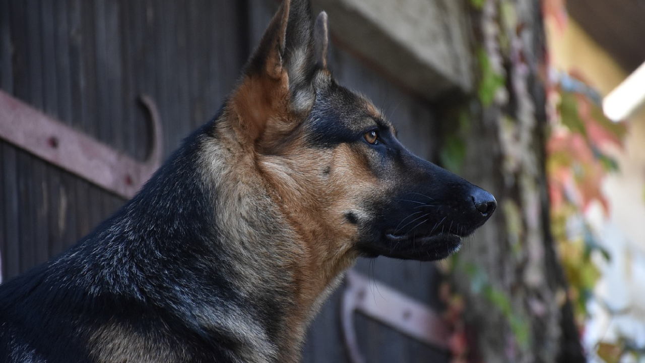 Kuzey Ren-Vestfalya'da 1 yaşındaki çocuğu köpek ısırdı, köpeğin sahibi kaçtı
