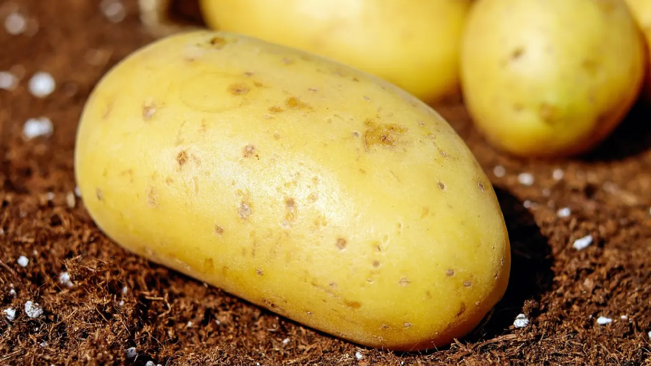Almanya patates kıtlığı tehlikesiyle karşı karşıya