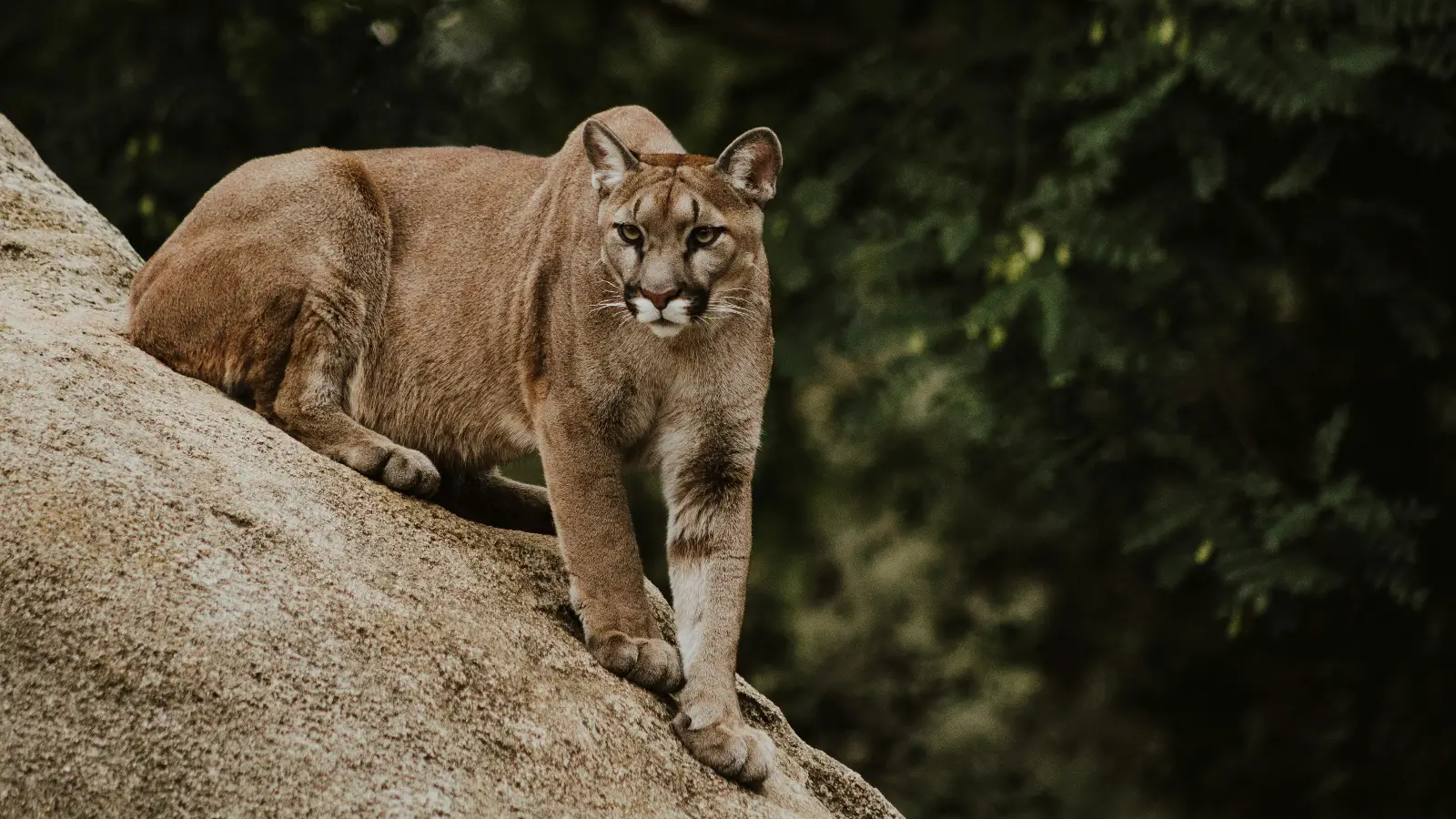 Saksonya-Anhalt'ta serbest dolaşan puma alarmı: Yetkililer bölgede arama yapıyor