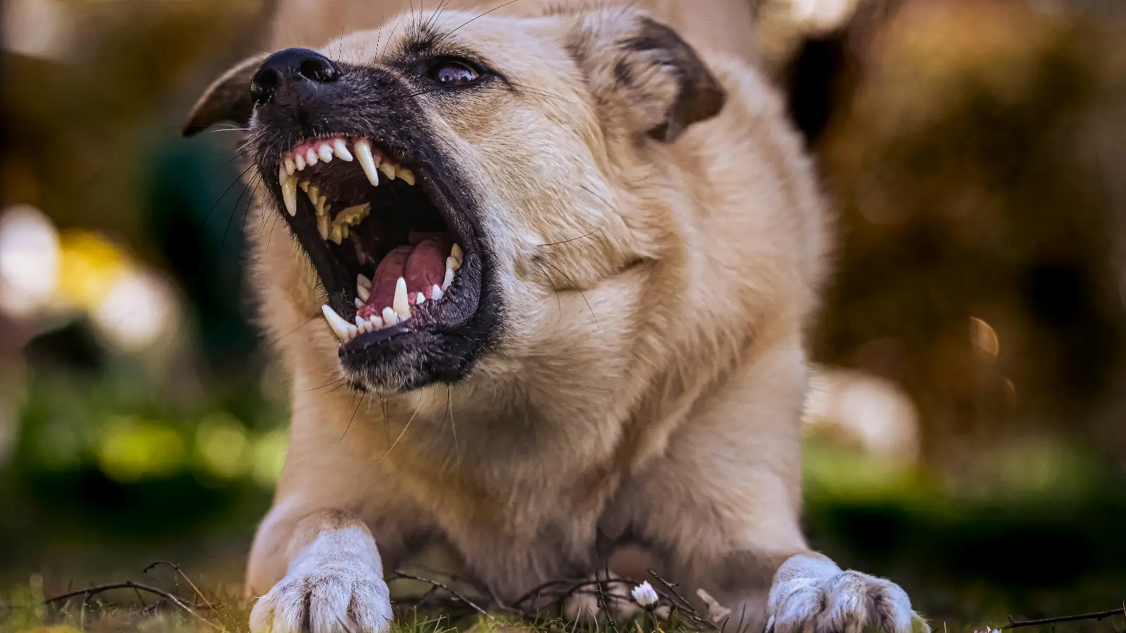Münih’te parkta köpek dört yaşındaki çocuğu yüzünden ısırdı