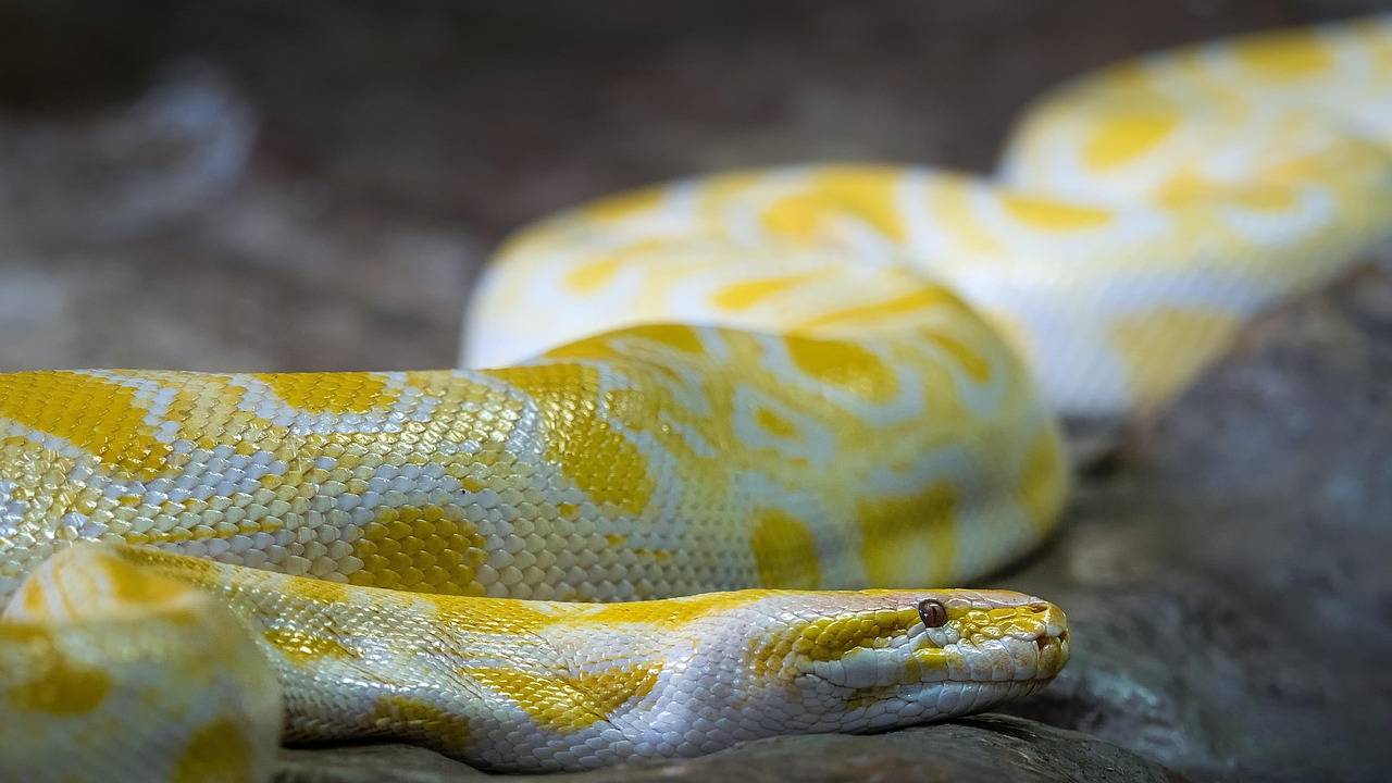 Yukarı Bavyera'da posta kutusunun üzerinde piton yılanı bulundu
