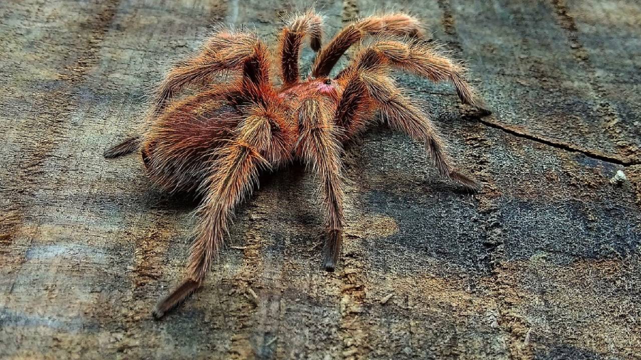 Köln'de gümrük memurları şoke oldu: Bisküvi ambalajlarına gizlenmiş 1500 tarantula bulundu