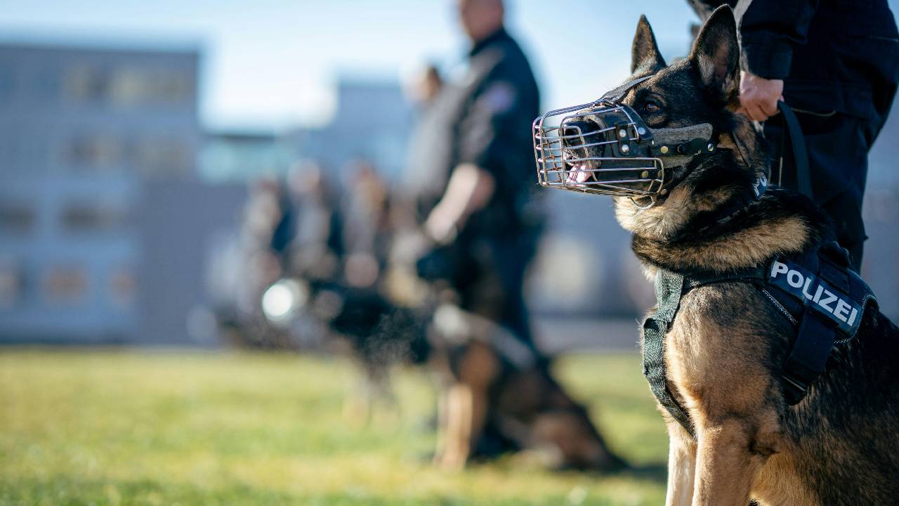 Stuttgart'ta 150 suç kaydı bulunan Suriyeli aileye baskın: 3 kişi sınır dışı edildi