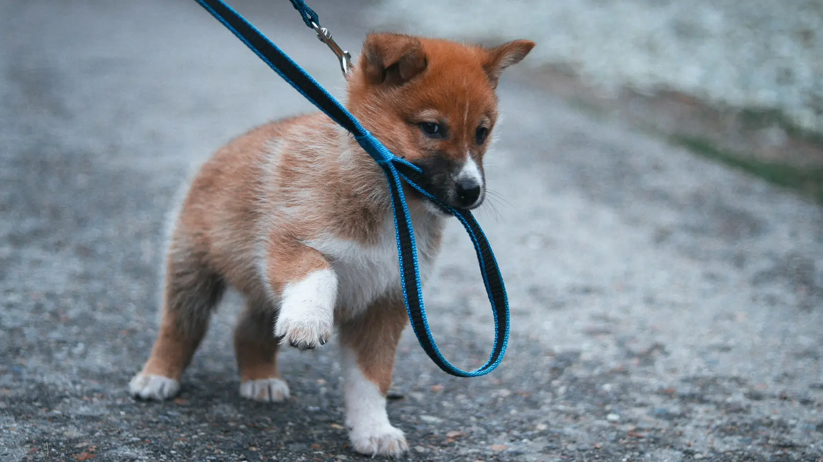 Almanya'da köpek vergi etiketi takmamanın cezası ne kadar?