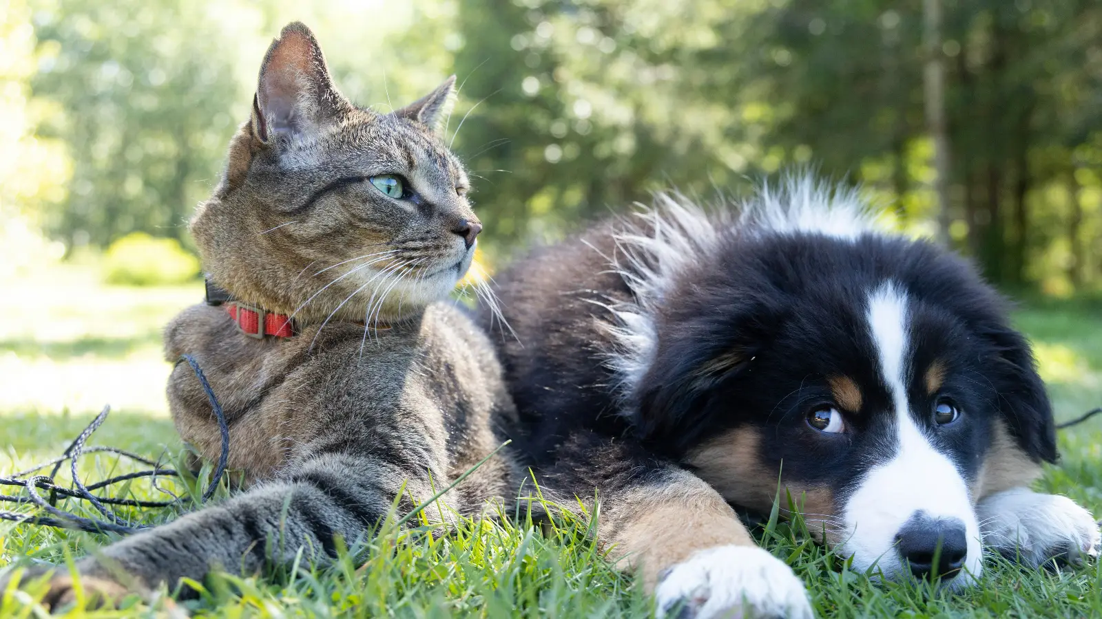 Kedi ve köpek mamalarında 11 ürün için geri çağırma kararı