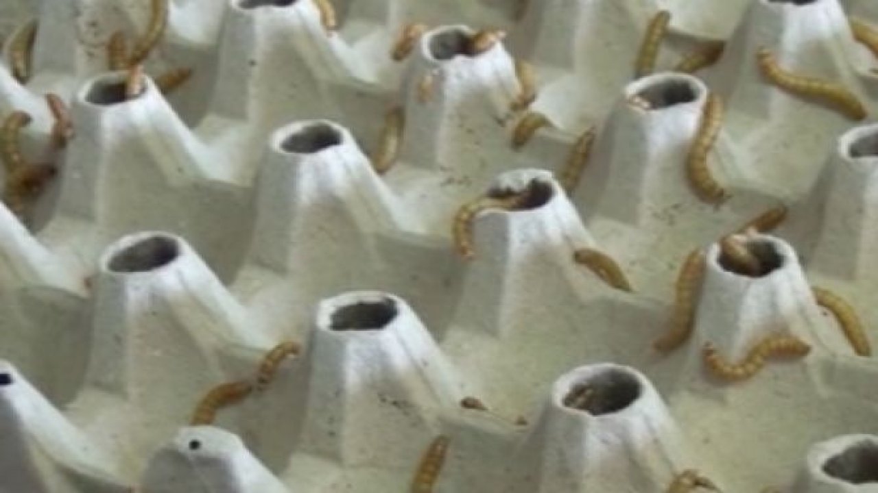 Türkiye'den Almaya'ya hamam böceği, kurtçuk satıyor
