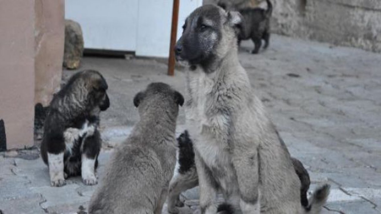 Almanya'dan Uludere'ye sokak hayvanları için yardım