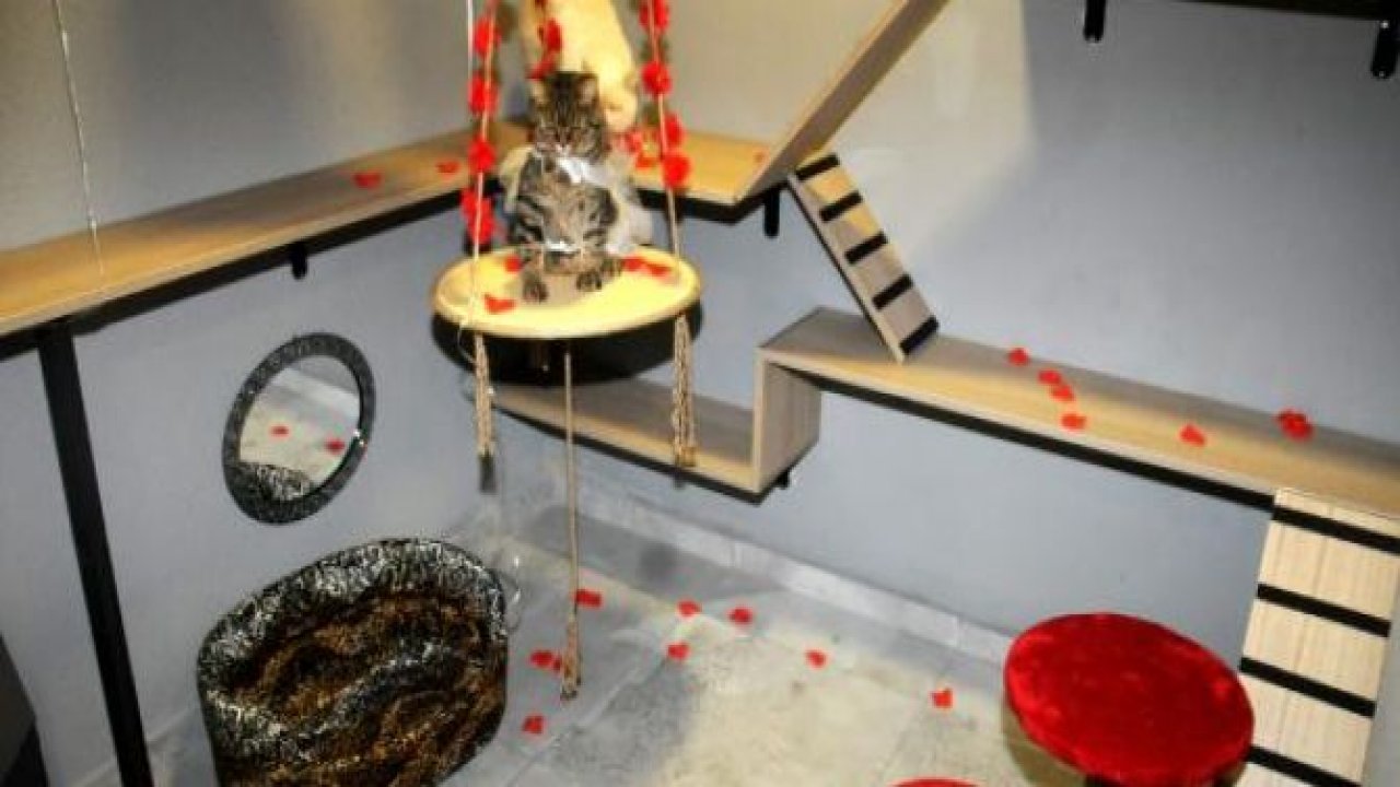 Balayı odalı kedi oteli