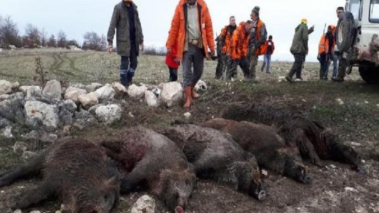 Avrupalılardan 'domuz safarisi'ne ilgi