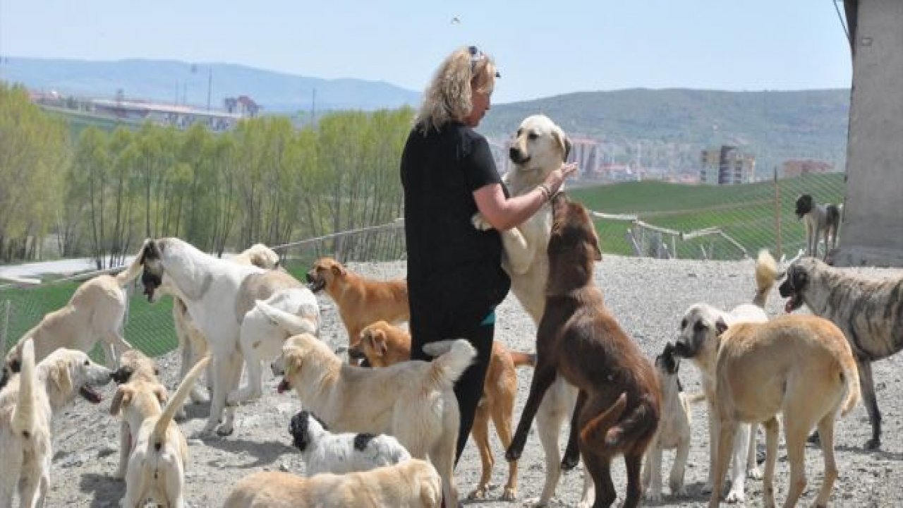 Gurbetçiden memleketine köpek barınağı