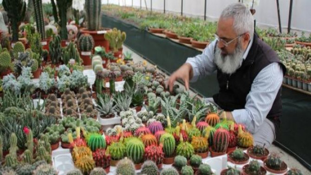 Gurbetçinin 500 çeşitlik kaktüs serası