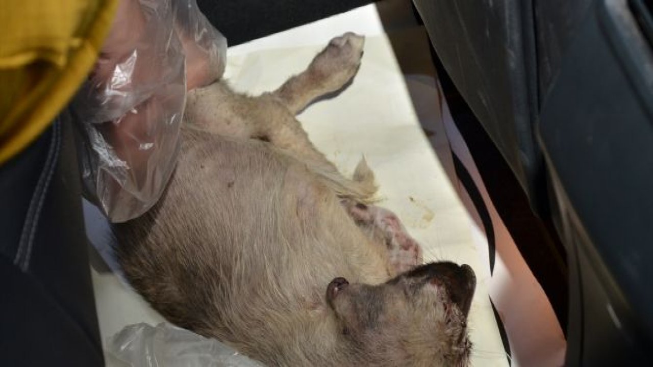 Gurbetçi aile yaralı köpek için 80 km gitti