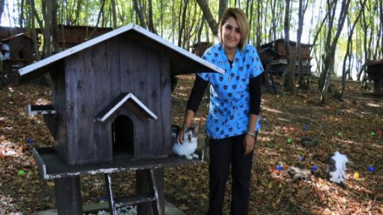 20 dönümlük, 420 nüfuslu 'Kedi Kasabası'