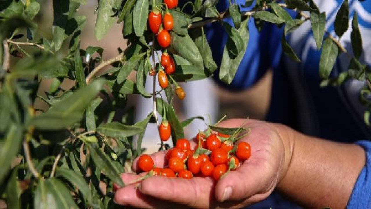 Gurbetçi girişimci 'goji berry'i sevdirdi