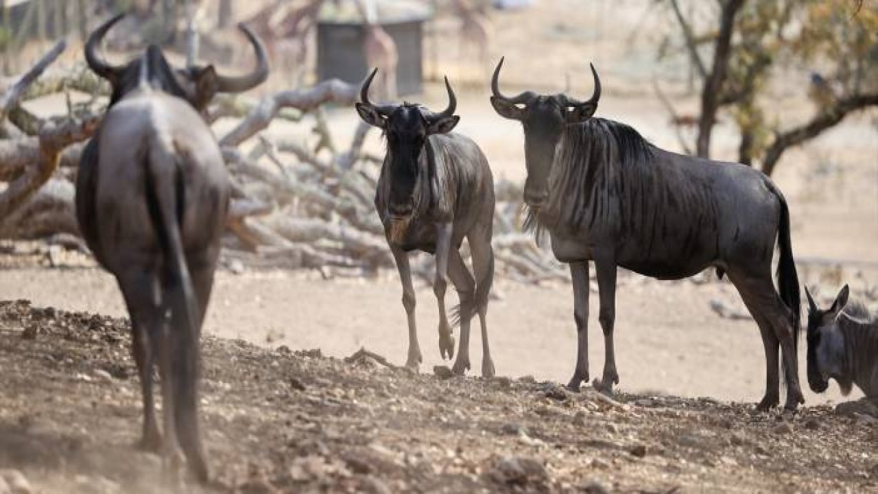 ABD'de Safari Batı Yaban Hayatı Koruma Park'ında vahşi yaşam