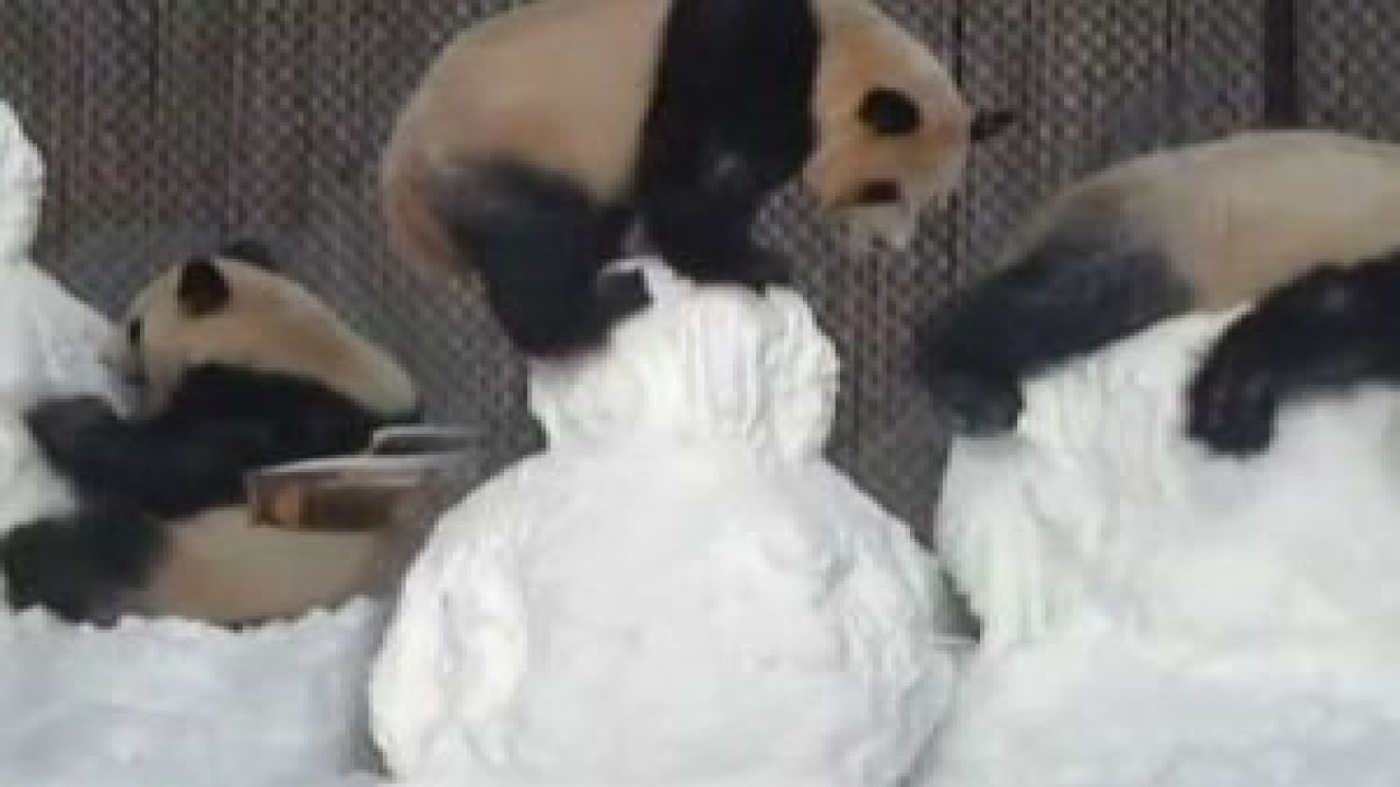 Tırmaladı, üzerine çıktı, düştü ama doyamadı