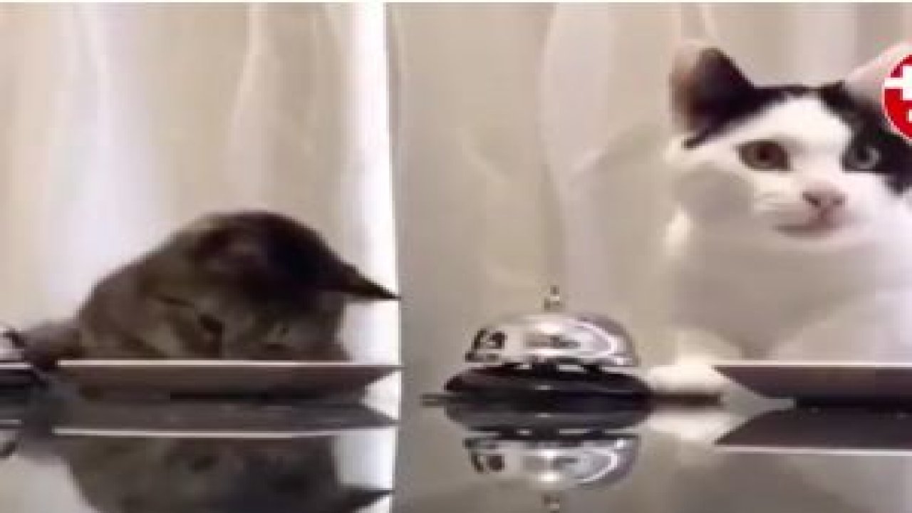 Çanlar mama için çalıyor