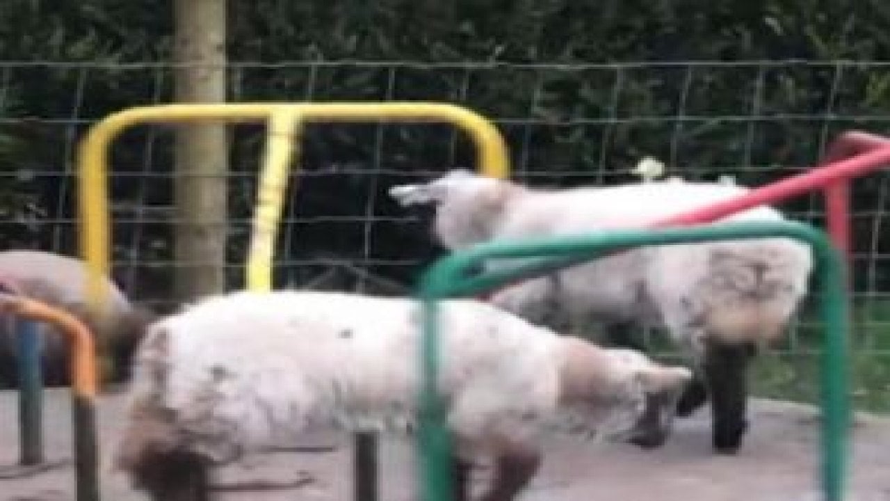 Karantina en çok onlara yaradı