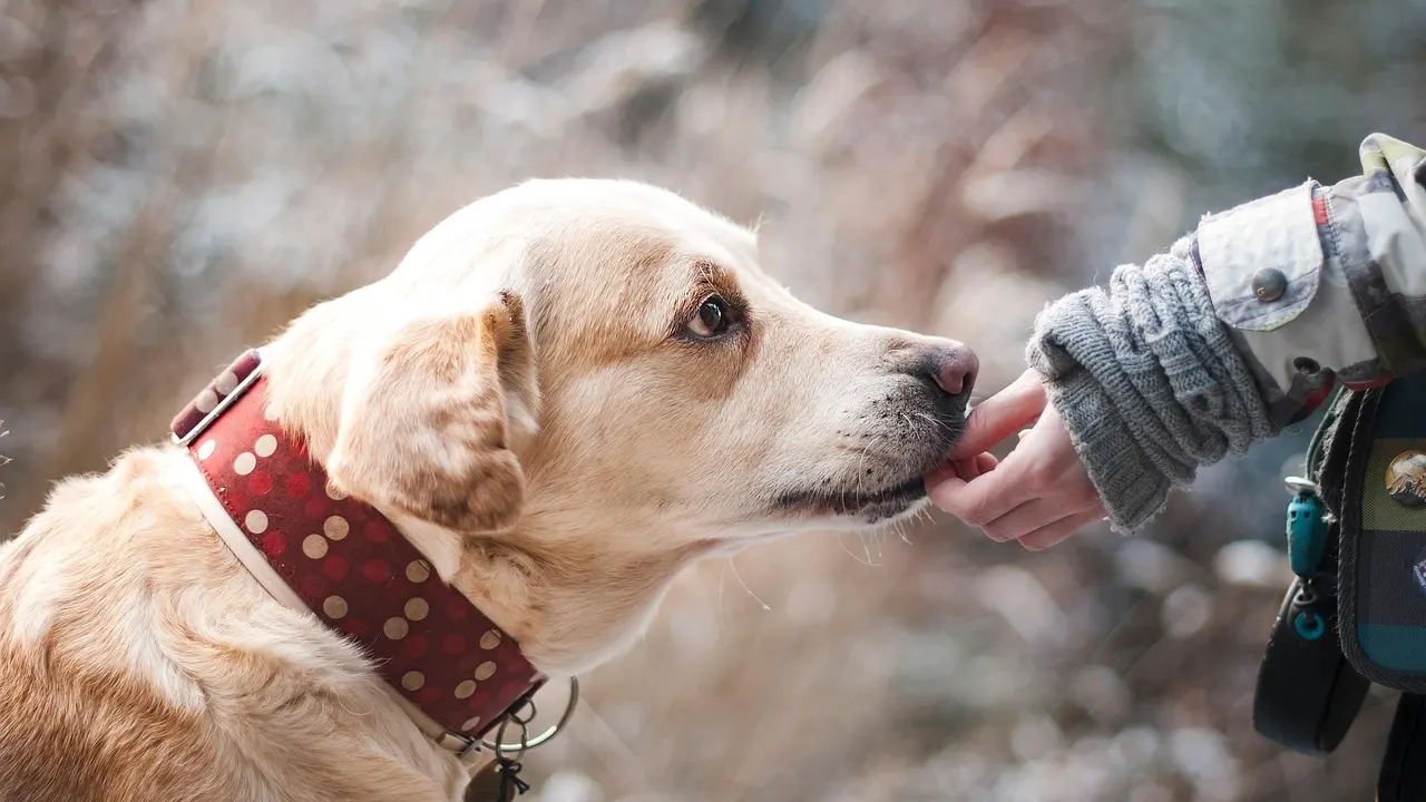 Almanya'da köpek vergisi gelirleri rekor kırdı