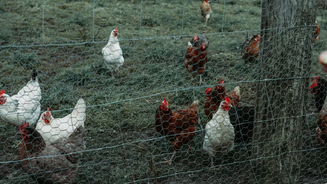 Almanya'da kuş gribi hızla yayılıyor! Yeni pandemi riski kapıda