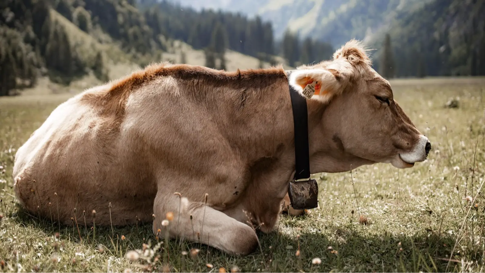 Kuş gribi Avrupa’da ilk kez bir inekte görüldü