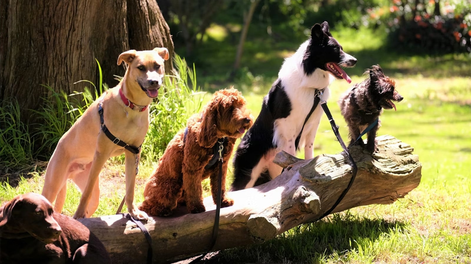 Saksonya-Anhalt'ta 100'den fazla köpek kötü yaşam koşullarından kurtarıldı
