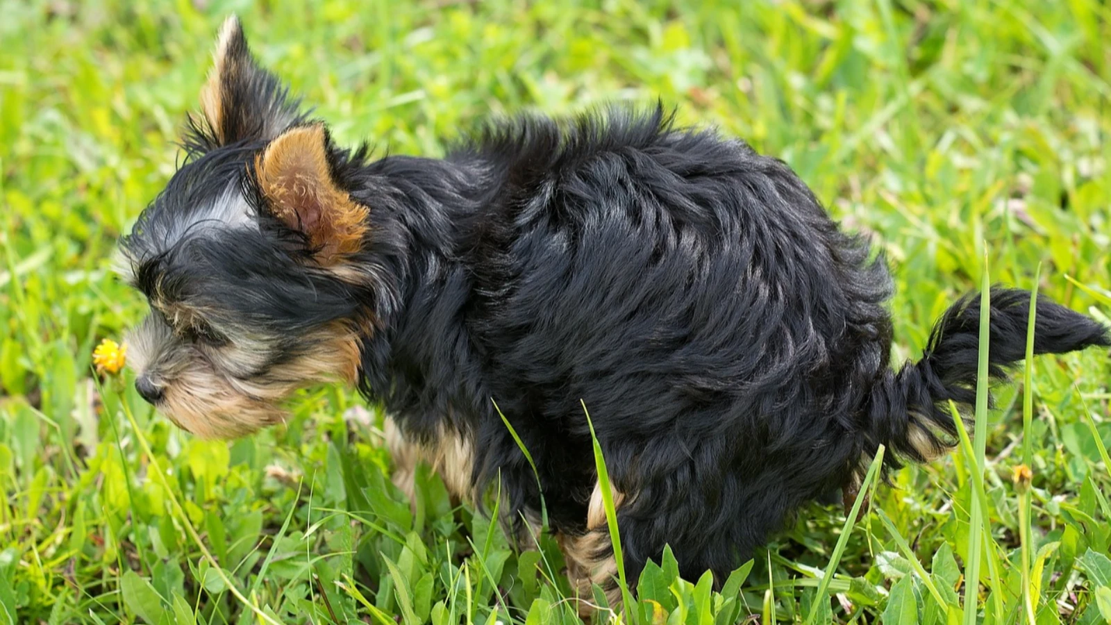 Almanya’da köpek dışkısını toplamamanın cezası 150 Euro