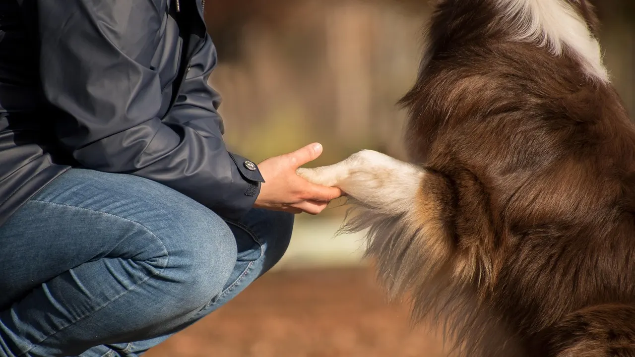 Almanya'da köpeği olanlar dikkat: Ölümcül virüs dibinizde!