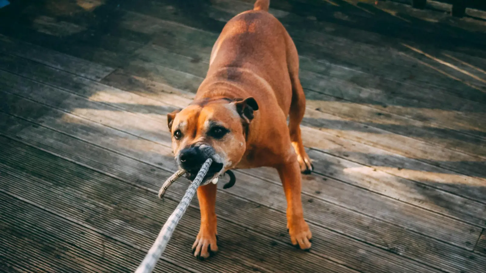 Almanya’da köpek sahiplerine gençlik hastalığı uyarısı