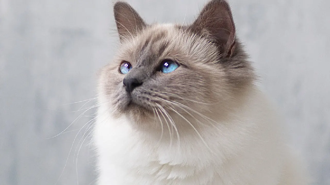 Bavyera’da kaybolan kedi Saksonya’da bulundu