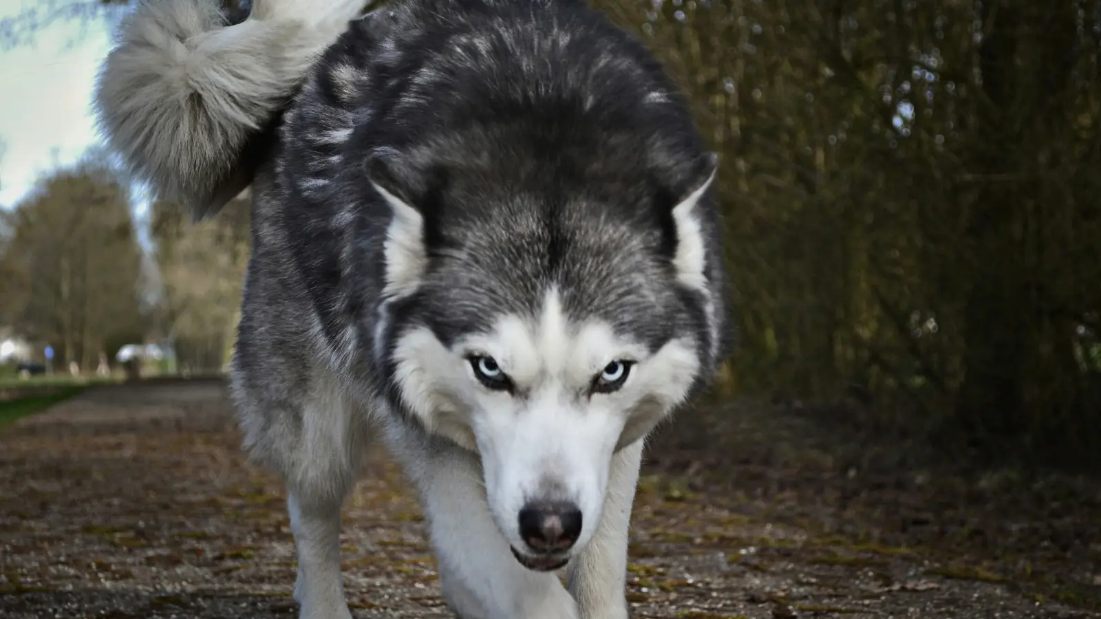 Almanya’da yeni düzenleme: Kurtların vurulması kolaylaşıyor